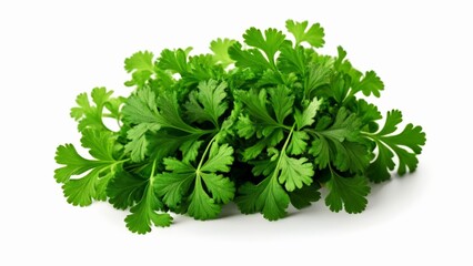 Fototapeta premium Freshly harvested parsley leaves ready for culinary delight