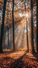 Scenic view of a forest with trees in fall foliage, sunlight filtering through, peaceful and natural setting 