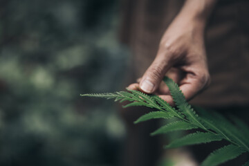 Woman hand touching fern leaf