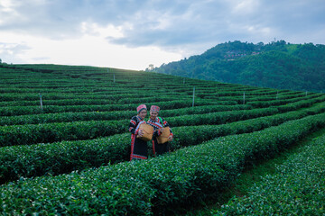 two asian woman wearing  traditional dress picking tea leaf in tea plantation 101, at Chiangrai...