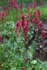 Close up of coral bells (heuchera sanguinea) flowers in bloom