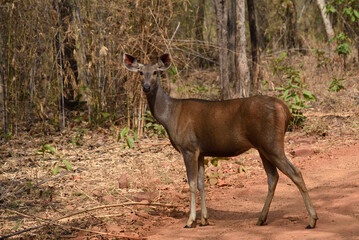 Female Sambhar Deer in Tadoba forest