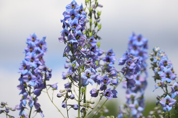Obraz premium Delphinium elatum in the garden. Double blue flower.
