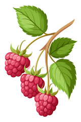 illustration of raspberries with leaves