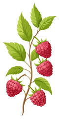 illustration of  raspberries on a branch