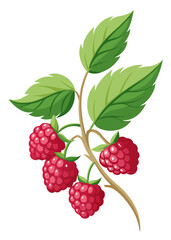 illustration of  raspberries on a branch