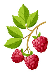 illustration of raspberry with leaves