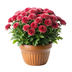 Obraz premium beautiful mums plant isolated on transparent background