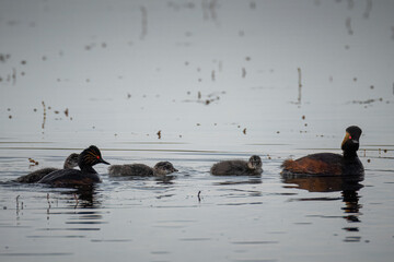 A black-necked grebe family swims in the water. Black-necked grebes with their young chicks swim in the water perpendicular to the camera lens on a cloudy summer day.