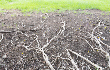 Drought in the natural environment