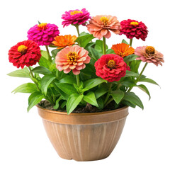 beautiful zinnias plant isolated on transparent background