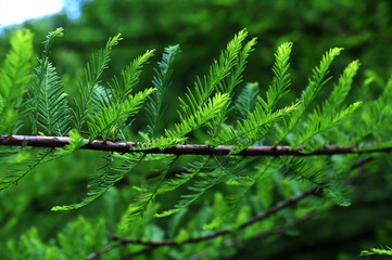 Taxodium distichum (bald cypress): is a deciduous conifer in the family Cupressaceae