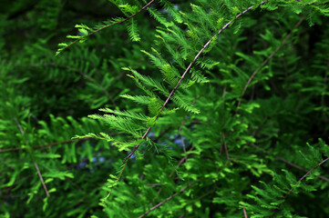 Fototapeta premium Taxodium distichum (bald cypress): is a deciduous conifer in the family Cupressaceae
