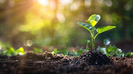 A fresh young plant emerging from the soil in a garden, basking in bright sunlight, with detailed textures of leaves and soil, and a softly blurred garden background, providing space at the bottom