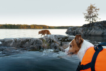 A Jack Russell Terrier in a life vest observes another dog on a rocky lakeshore at dusk. The...
