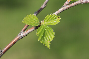 Spring. Young melting birch leaves on a green background.
