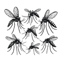 Vintage engraving isolated mosquito set ink sketch. black and white engrave isolated mosquito illustration