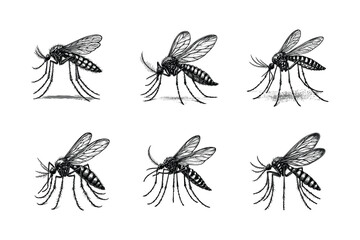 Vintage engraving isolated mosquito set ink sketch. black and white engrave isolated mosquito illustration