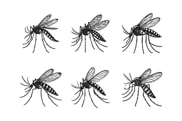 Obraz premium Vintage engraving isolated mosquito set ink sketch. black and white engrave isolated mosquito illustration