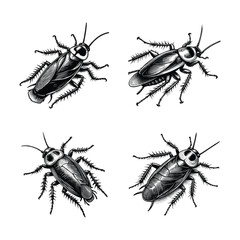 Vintage engraving isolated cockroach set ink sketch. black and white engrave isolated cockroach illustration