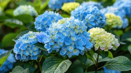 Blue hydrangea flowers in full bloom from a close distance
