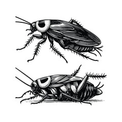 Vintage engraving isolated cockroach set ink sketch. black and white engrave isolated cockroach illustration