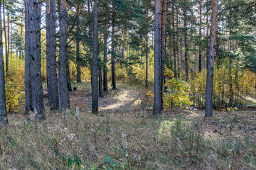 Tall pine and small birch trees woodland. Small trees and bushes are growing in the autumn forest.