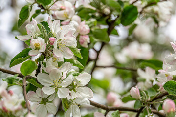 Soft pink apple blossoms on branches. Fresh soft white pink flowers of the apple tree blooming in the spring. Close up photo of apple tree blossom.
