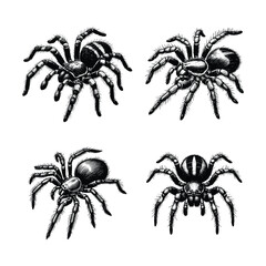 Vintage engraving isolated spider set ink sketch. black and white engrave isolated spider illustration