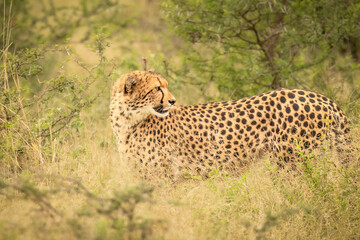 A cheetah with well defined black markings looking back to check where its mate is as it stalks through the grassy thornveld on the hunt for prey in a game reserve in South Africa.
