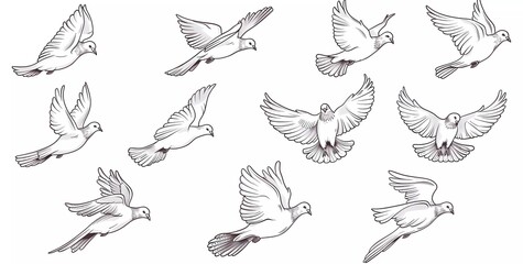 line art vector illustration of pigeons flying in different poses,