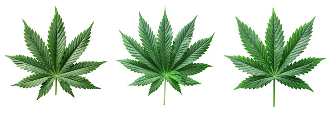 Set of marijuana Leaf on isolated transparent background