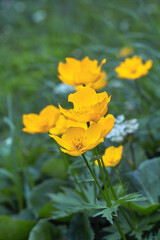 エゾノリュウキンカ