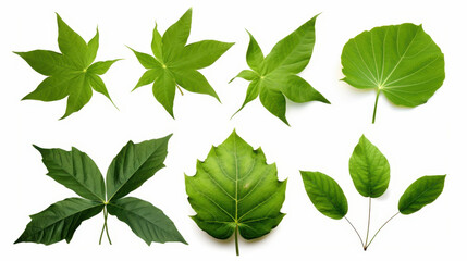 Naklejka premium Vibrant green leaves from a Javanese treebine plant, perfect for tropicalthemed designs.