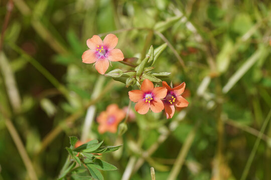 Close up scarlet pimpernel, red pimpernel, Anagallis arvensis. Family Primulaceae. Faded green background. Summer, June, France