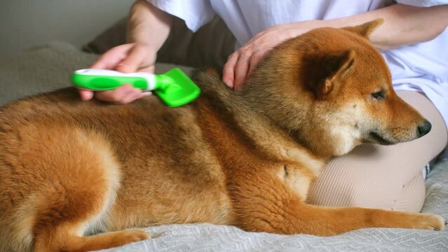 Young woman combs out loose fur from Shiba Inu Akita dog coat at home. Lady gently works through knots preventing discomfort for furry companion sitting on bed
