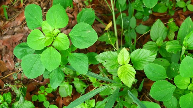 Indian nettle plant or Acalypha indica on dirt land, Green leaves of plants and herbs that cats love to eat and make kittens happy and drunk