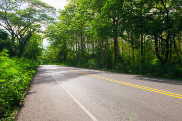 Obraz premium road with trees on both sides and a yellow line