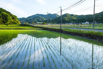 田植え後の田んぼのある風景 鳥取県 鳥取市