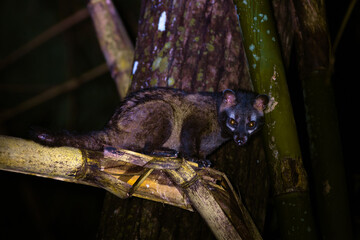 Civet type animal Go out for food at night Have eyes that are sensitive to light