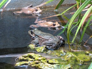 Crapaud