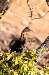 Telephoto of an African Darter - Anhinga rufa- Sitting on a tree along the Chobe River, Botswana.