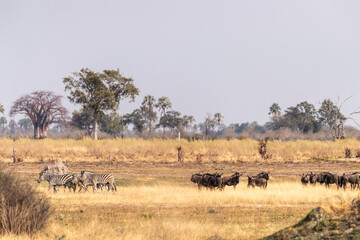 Telephoto shot of a herd of blue wildebeest - Connochaetes taurinus- standing on the Okavango...