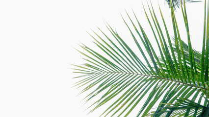 Fototapeta premium coconut tree leaves on the clear white sky background 06