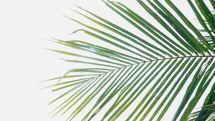 coconut tree leaves on the clear white sky background 04