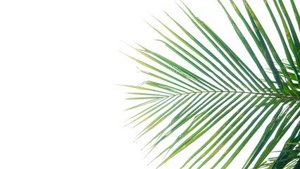 coconut tree leaves on the clear white sky background 07