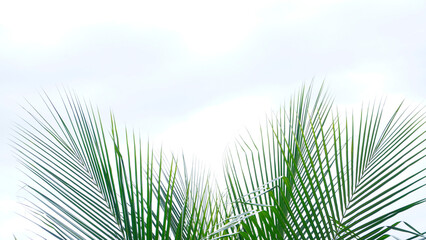 Fototapeta premium coconut tree leaves on the clear white sky background 10