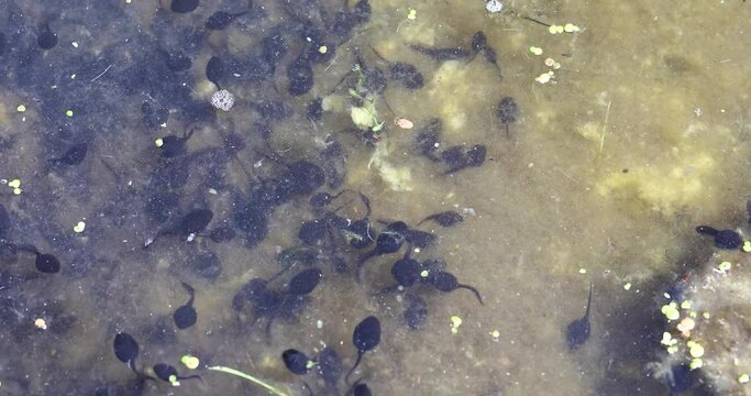 Larvae of a tailless amphibian, tadpoles swim in a pond