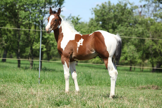 Paint horse foal on pasturage