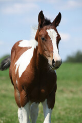 Obraz premium Paint horse foal on pasturage